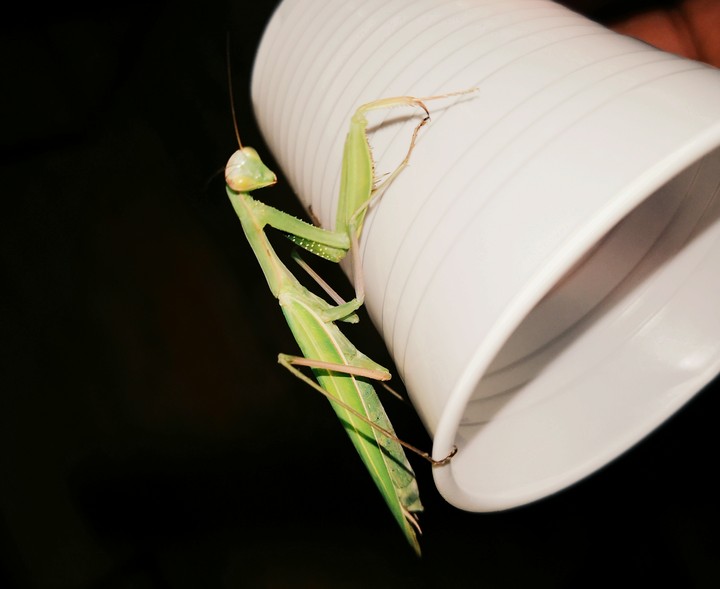 Mantide Religiosa