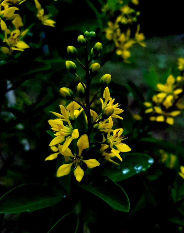 yellow