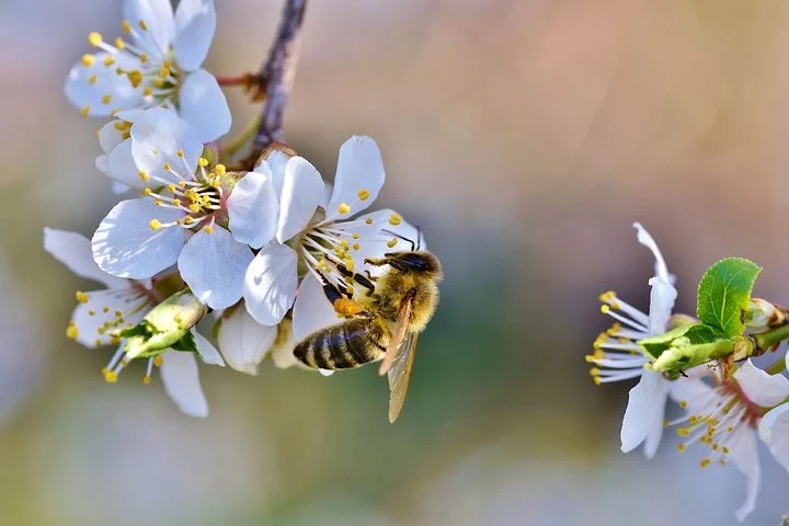 blossom
