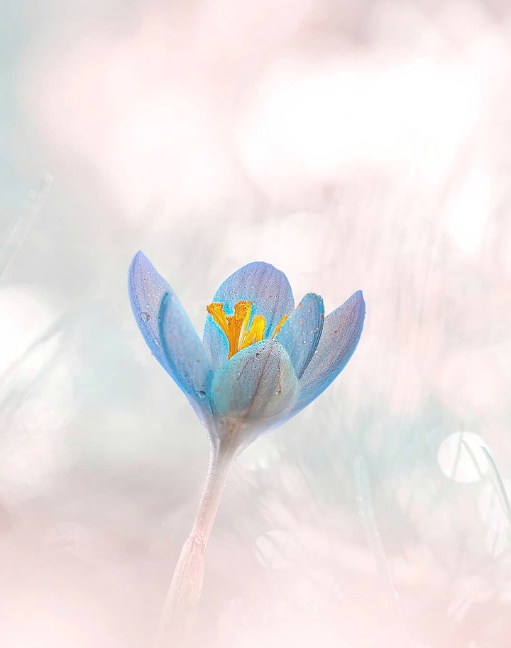 Crocus