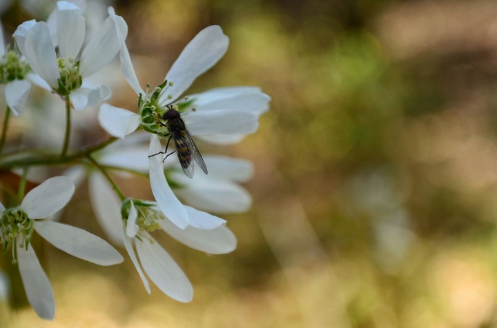 Flower+fly