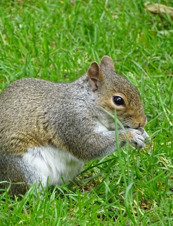 Squirrel