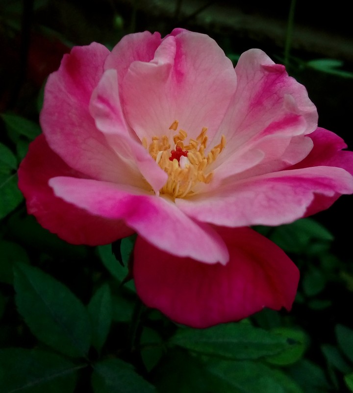 Beautiful Flower