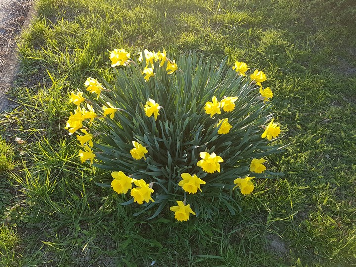 Osterglocken 2