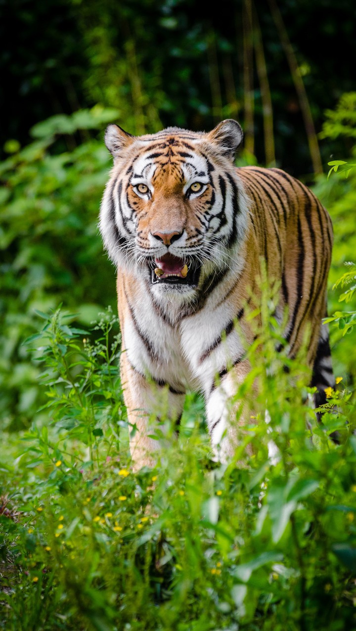 save the Tiger