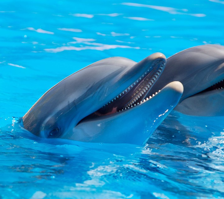 Dolphinton