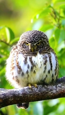 cute owl