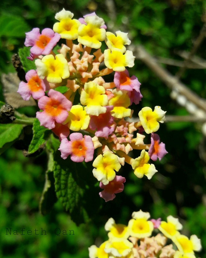 Nature beauty