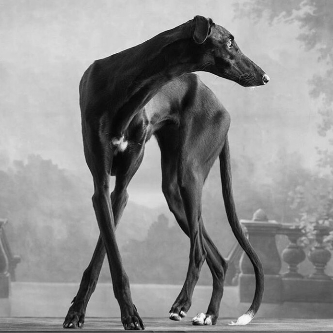 Greyhound.السلوقي⭐⭐⭐