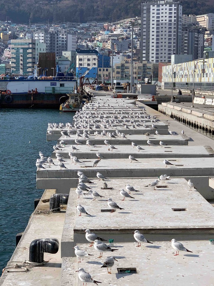 So many seagull?
