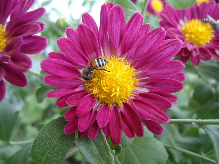 Honey bee on a flower