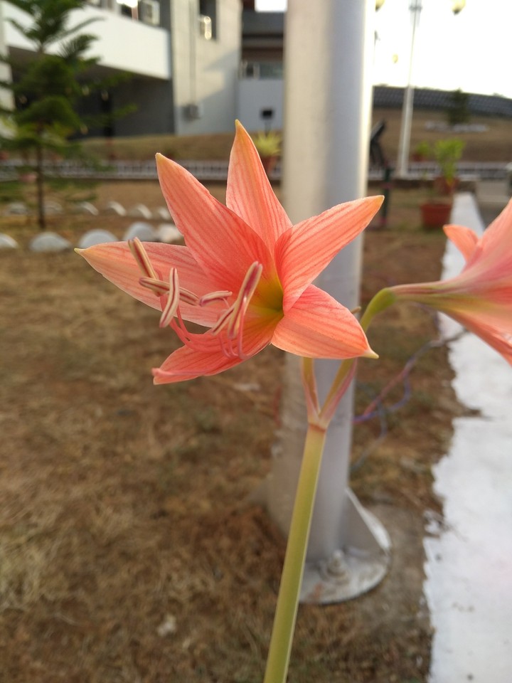 sweet flowers