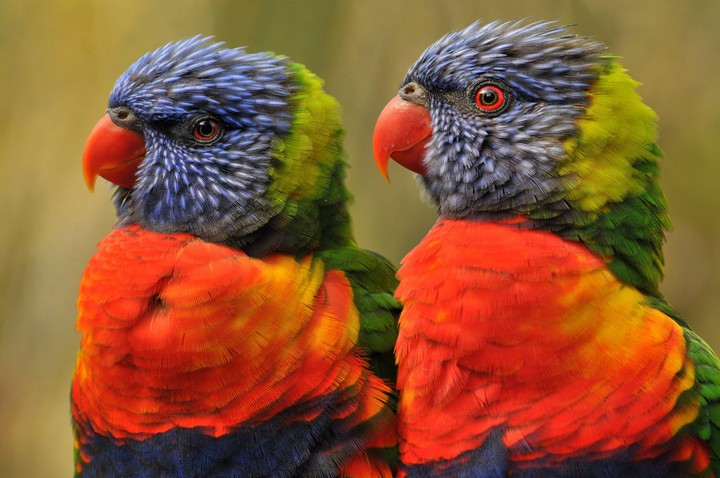 3d bird