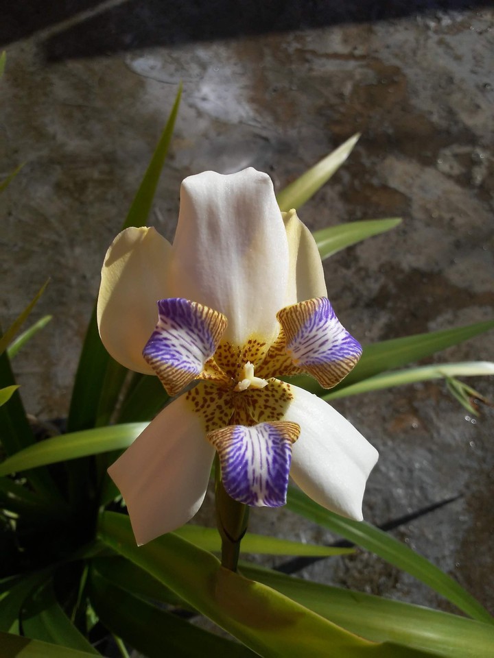 flor