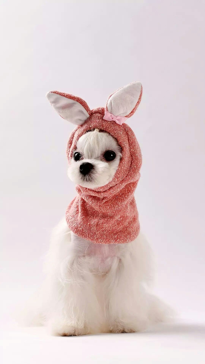 puppy