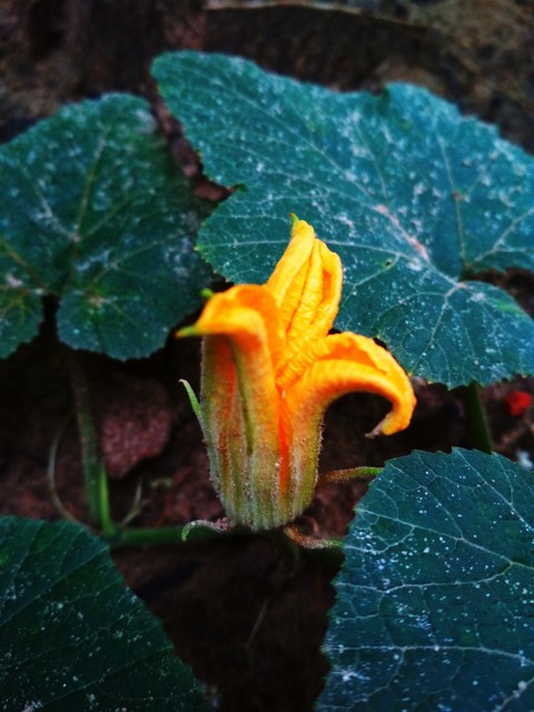 pumkin flower