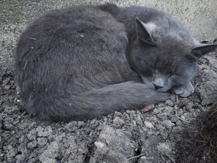 sleeping cat