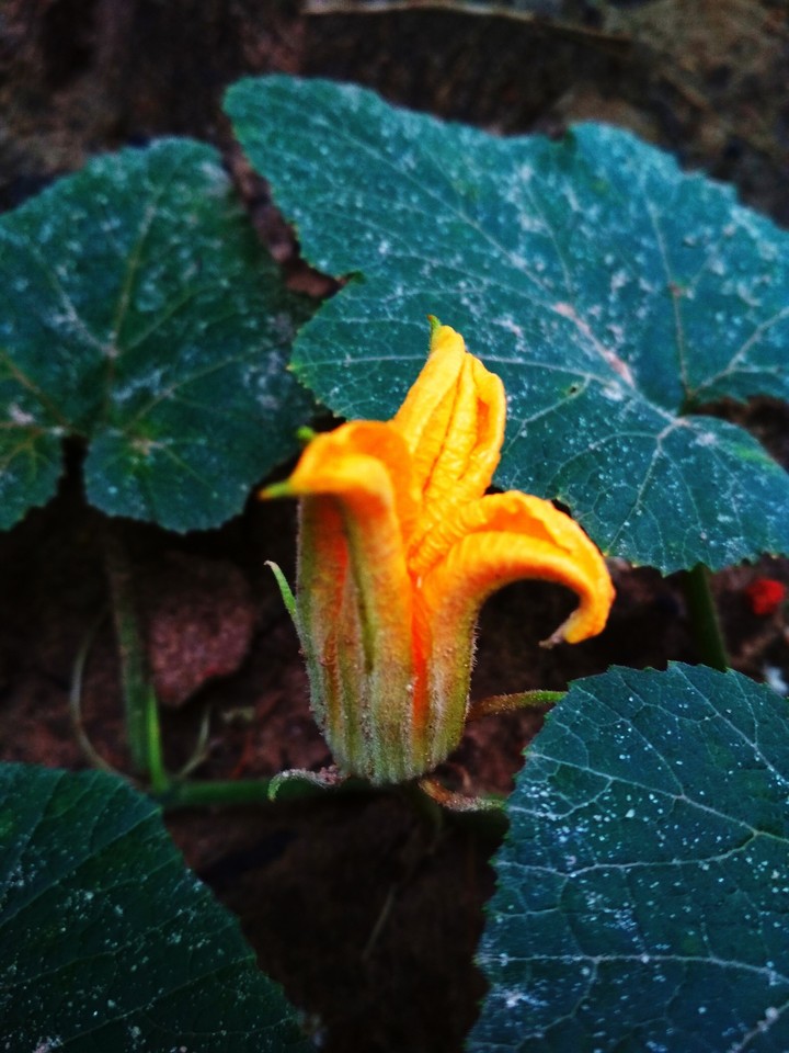 pumkin flower