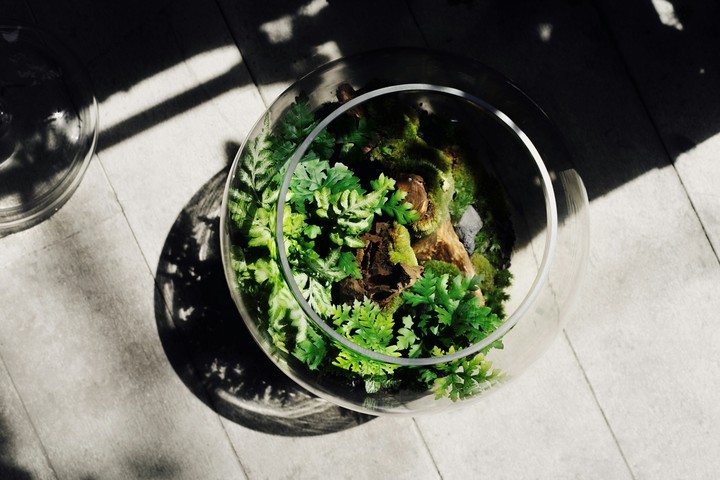 Terrarium