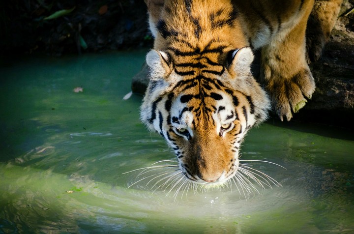 cute Tiger