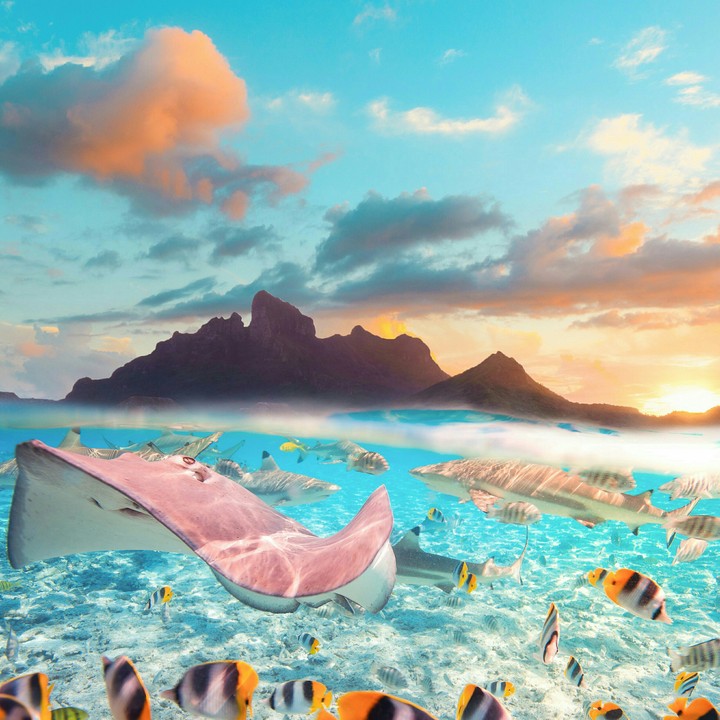 Sea