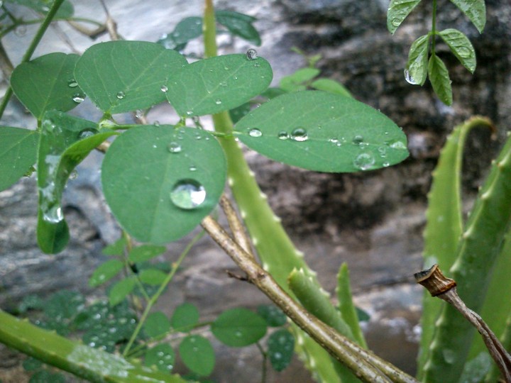 after rain beauty
