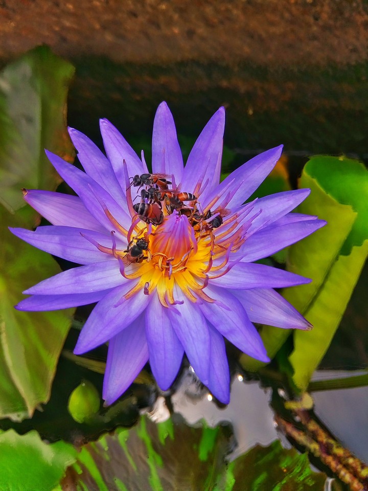 lotus and bees.