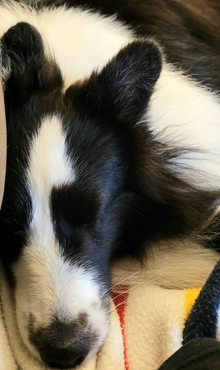 Let sleeping dogs lie!!!