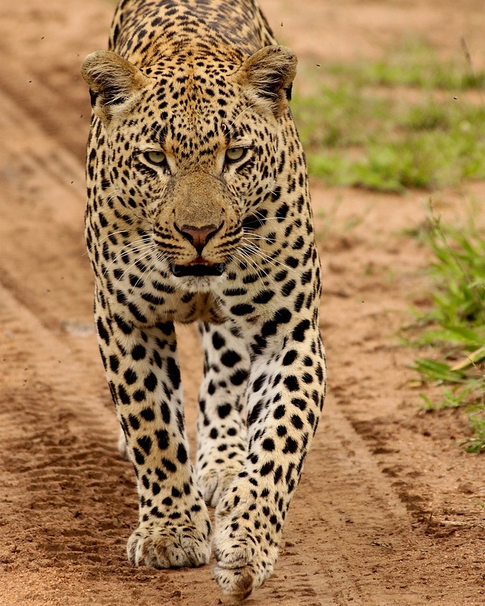 jaguar onça