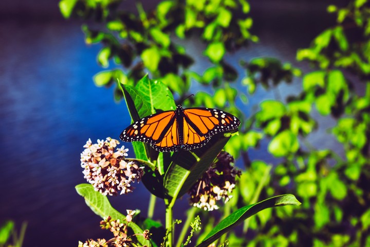 Butterfly