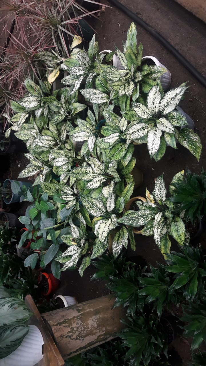 plant