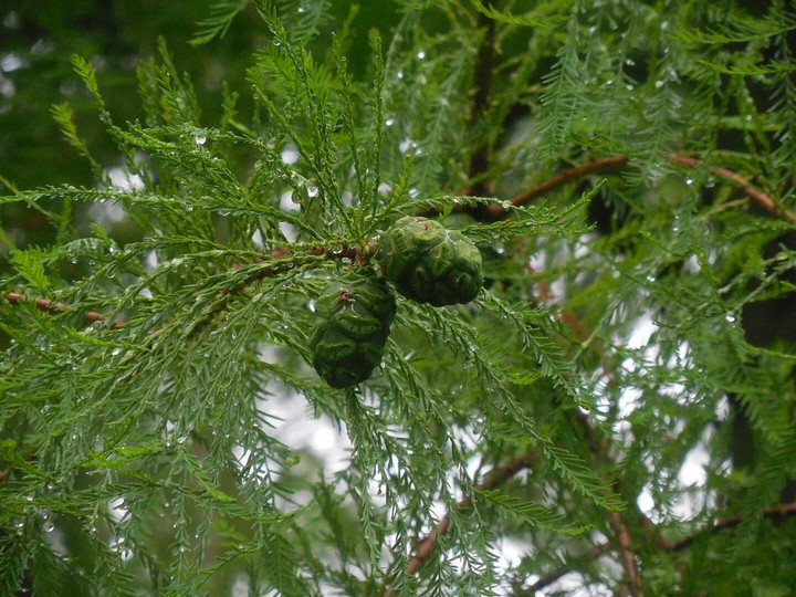 spruce tree