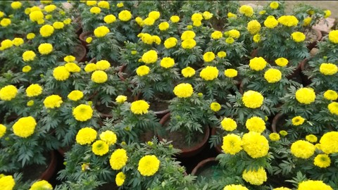 тапети plant, petal
