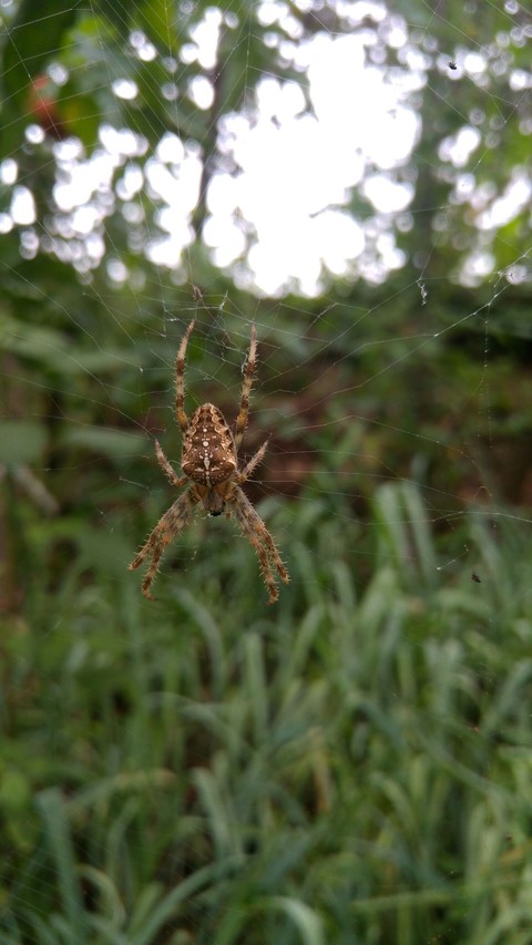 Spider