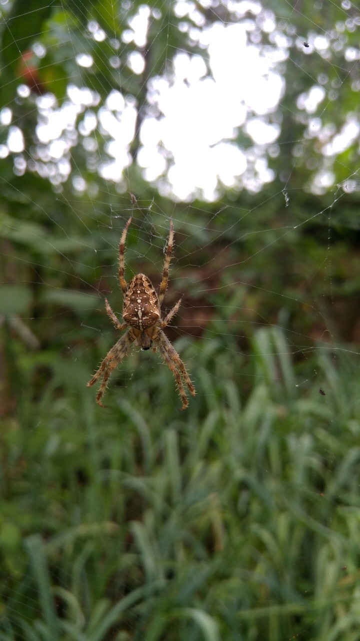 Spider