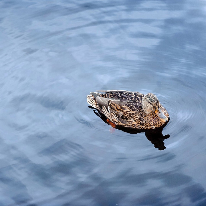 Duck