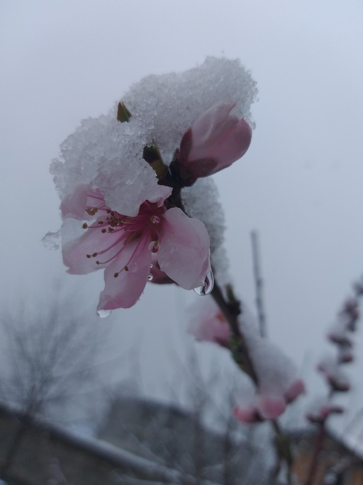 بهار کریسمسی نسیم