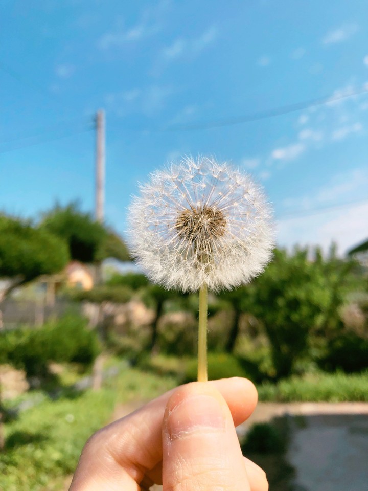 flower