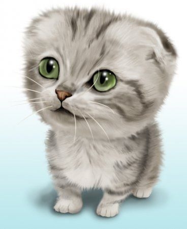 котик