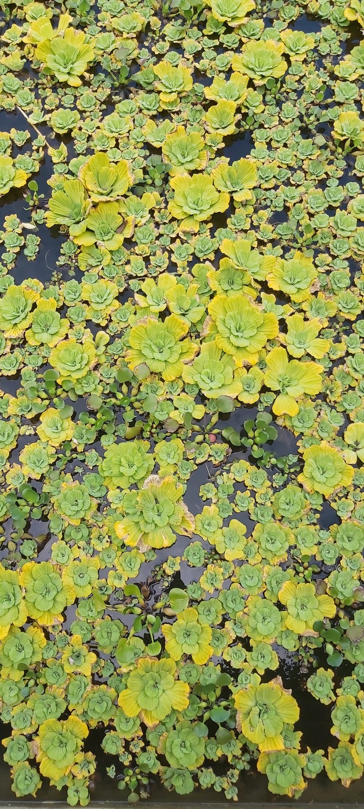 waterlilies