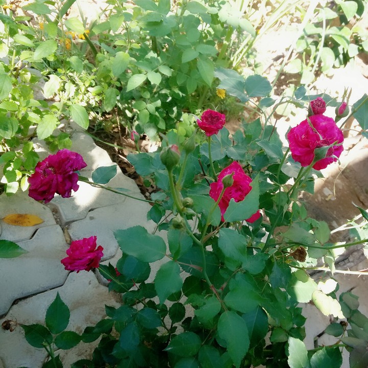 Red Rose