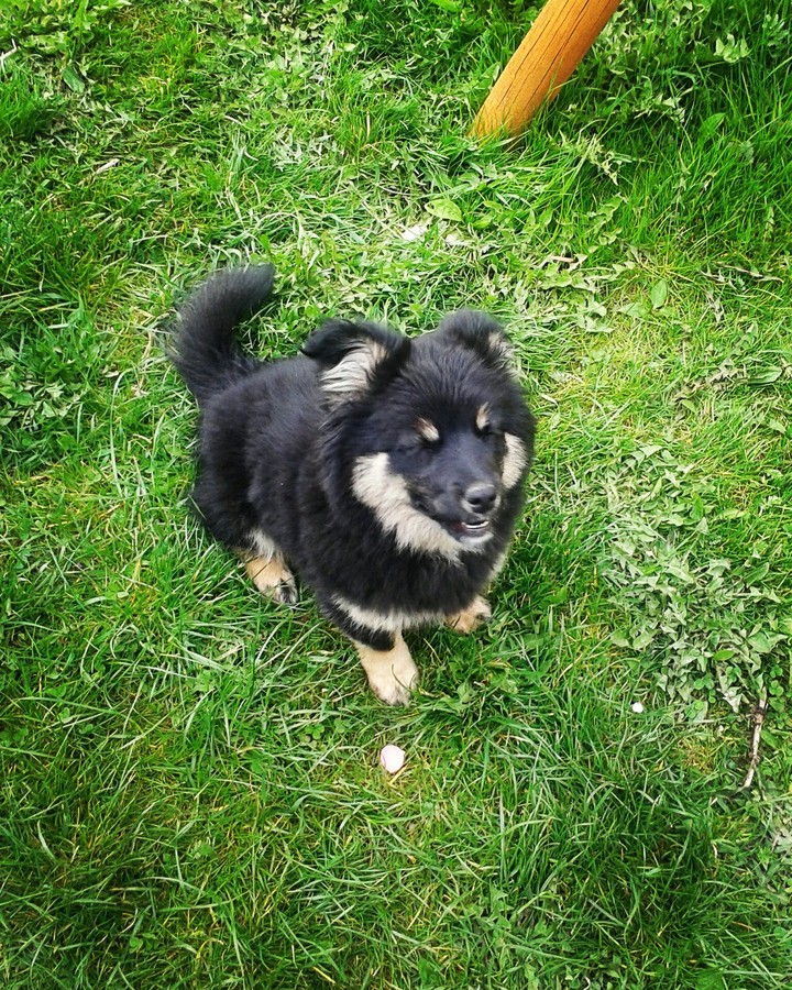 dog