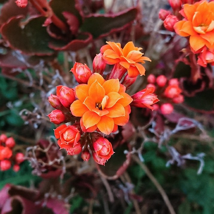❤️ Flowers ?