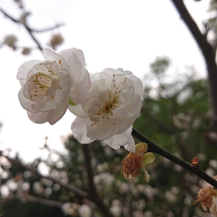 梅花