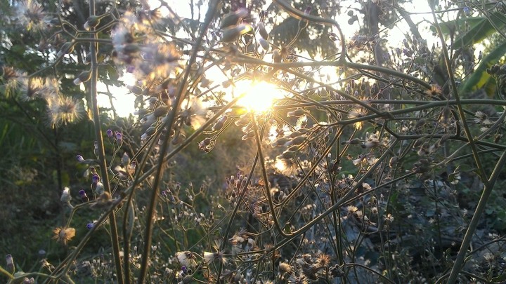 Sunny