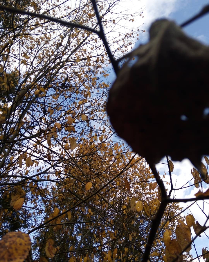 autumn