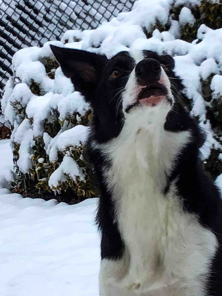 Distant Snowflake