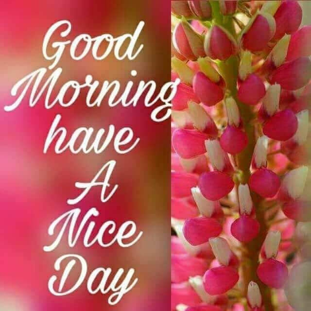 good morning // WhatsApp status