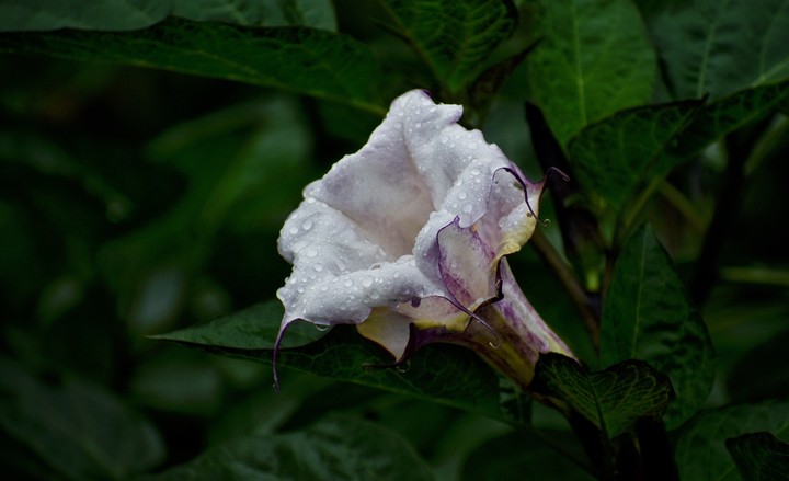 the only flower