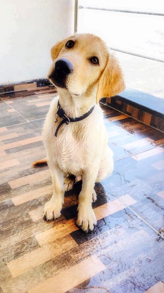 golden retriever
